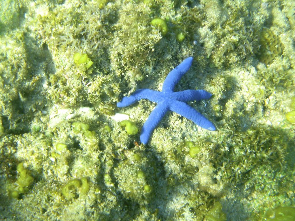 Blue Seastar Cottages Agpudlos Luaran gambar